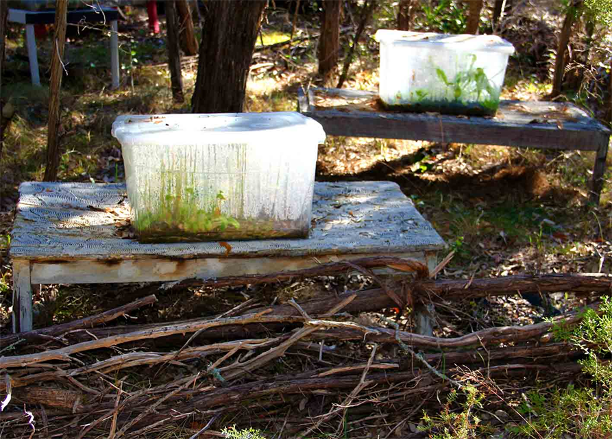 Austin Texas 2021
Land Art Works By Austin Artist DAPACU