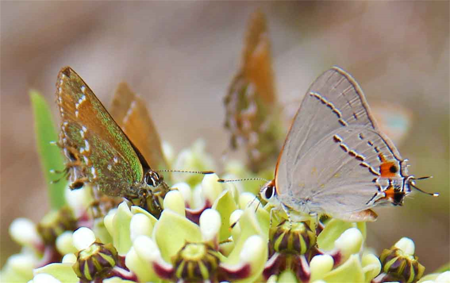 Fine Art Photography Exhibition 2021 "SPRING" Art Exhibit Online