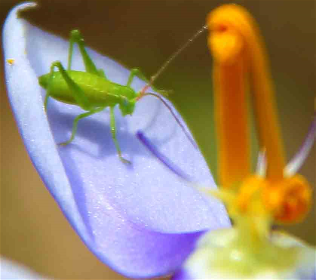 Fine Art Photography Exhibition 2021
 "Spring" Art Exhibition Online