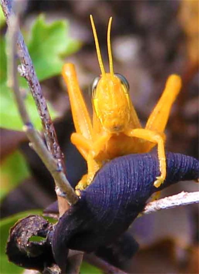 The Hand Of The Cricket 
Fine Art Photography